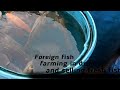 Foreign fish farming in drums and selling fresh fish || How to farming fish in drum