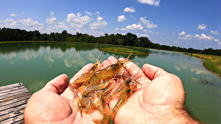 Adding 2000 Prawns to the 5 Acre Pond!