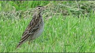 Richard's Pipit - Anthus richardi - Grote pieper / Bazel - Belgium / October 8, 2022