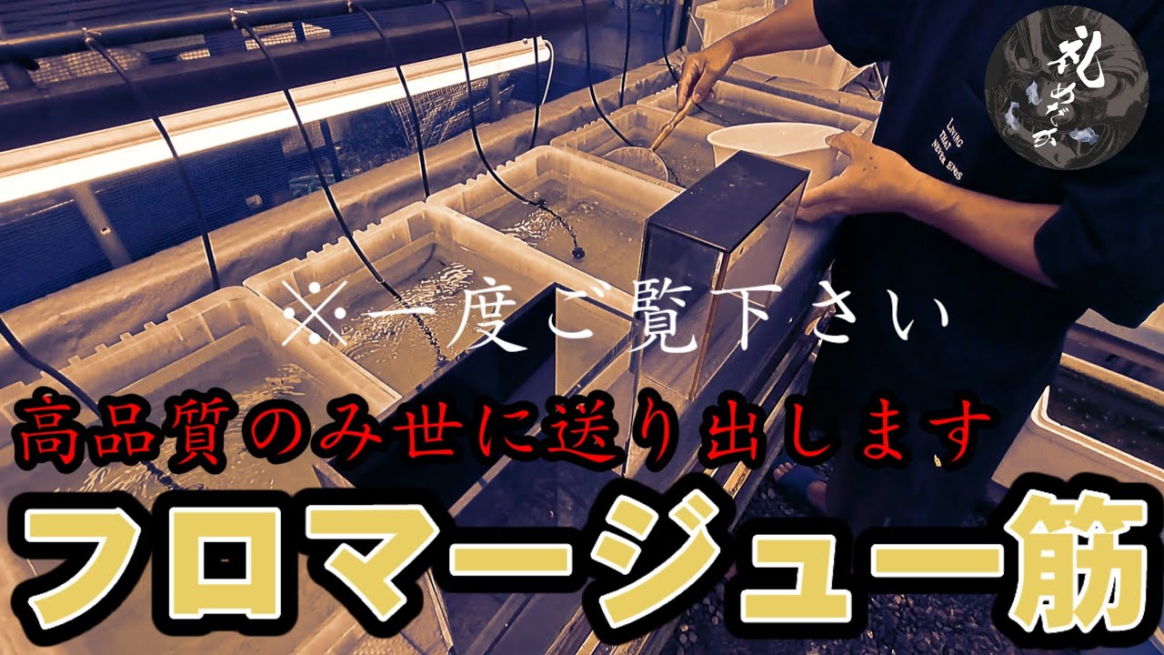 【圧倒的選別眼】フロマージュ一筋！拘り抜く品質への執念【礼めだか】高品質のみ世へ送り出し致します。安らぎAQUAちゃんねる