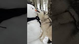 Cosa SUCCEDE quando un HUSKY INCONTRA un PUPAZZO di NEVE🤭☃️🐺 #dog #cane #snow #husky #neve image