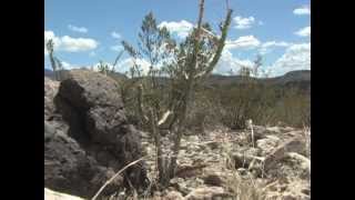 Keep Texas Wild: Trans-Pecos