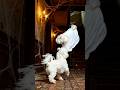 Brave Little Maltese vs The Mansion Ghost 👻🐶✨ #marvel #trending #youtubeshorts