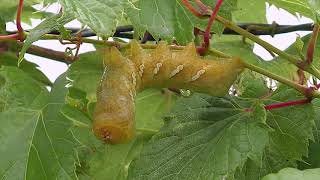 Sphinx Moths mbo blog