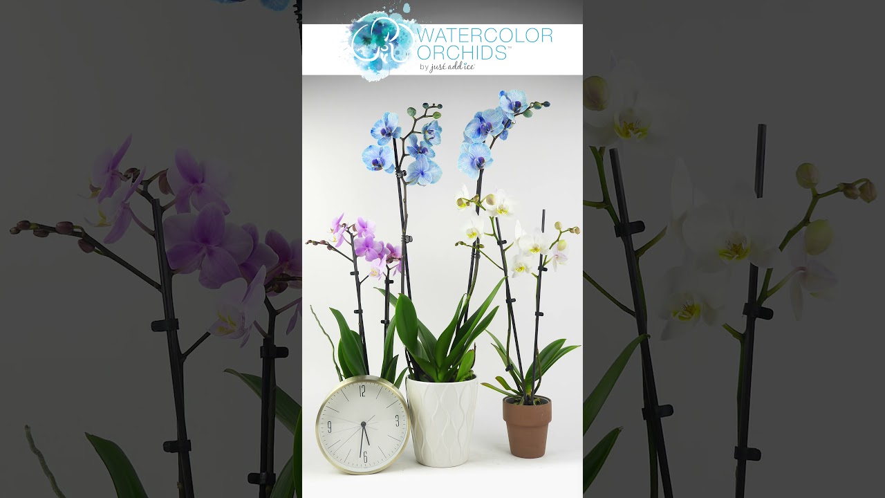 Just Add Ice Watercolor Orchids™ Timelapse - YouTube