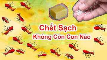 Cách Diệt Kiến Chết Sạch , Không Sót 1 Con Nào / Mẹo Diệt Kiến Lửa Tận Gốc , Diệt Tận Sâu Trong Tổ