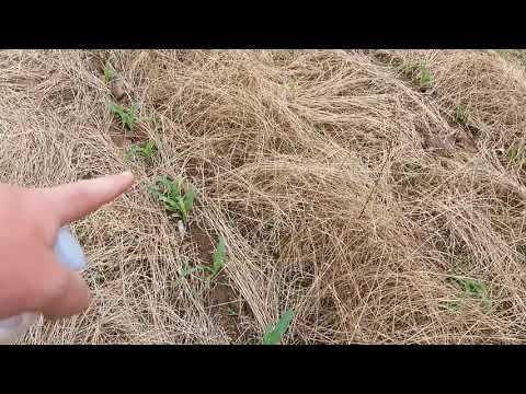 Vídeo: O plantio direto requer mais herbicidas?