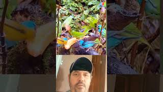 ##pedro #NARRASTAR #Brasil #segue #meu canal