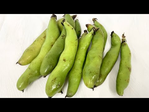 Broad beans: How to eat and cook them (by Shokuiku Marche Ouchibin)