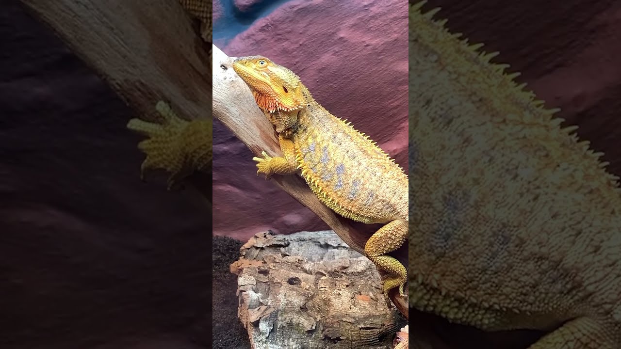 You Wont Believe What This Lizard Did Bearded Dragon Behavior