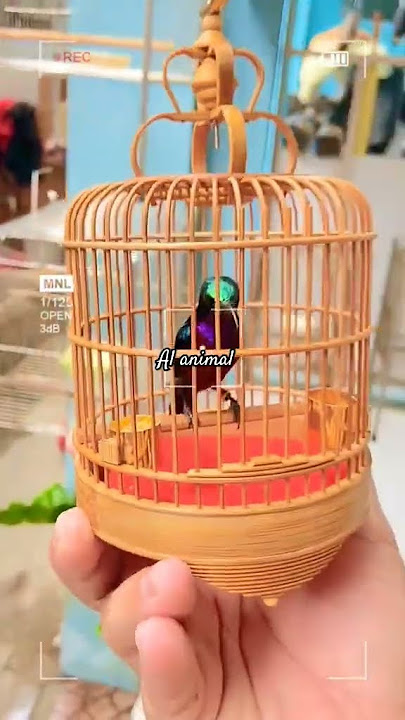 sangkar mini burung konin