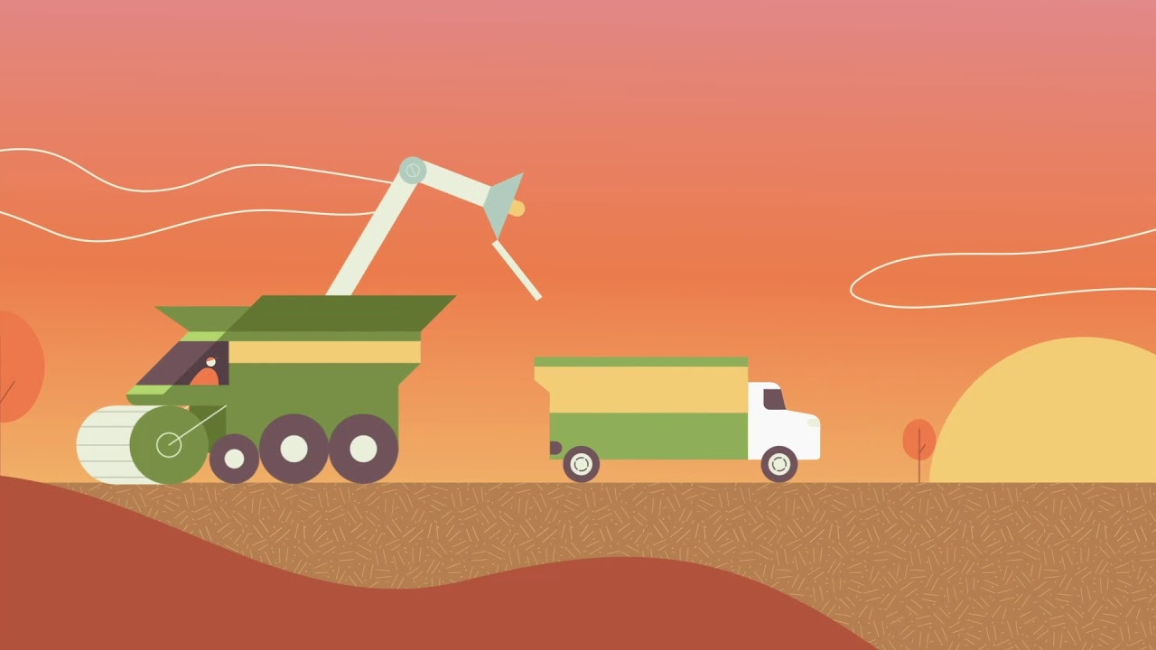 The Life of a Soybean