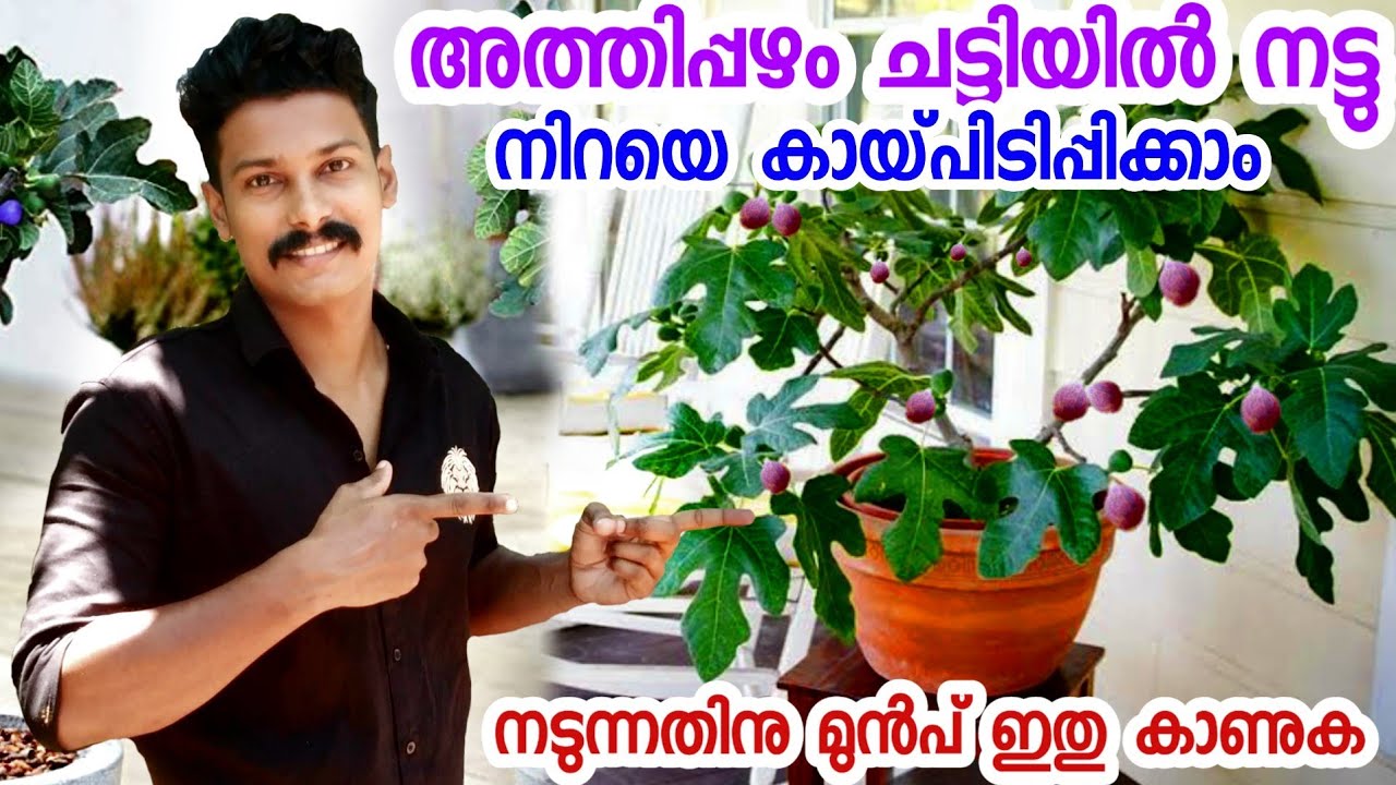 അത്തിപ്പഴം വളർത്തുമ്പോൾ അറിഞ്ഞിരിക്കേണ്ട കാര്യങ്ങൾfig fruit malayalam