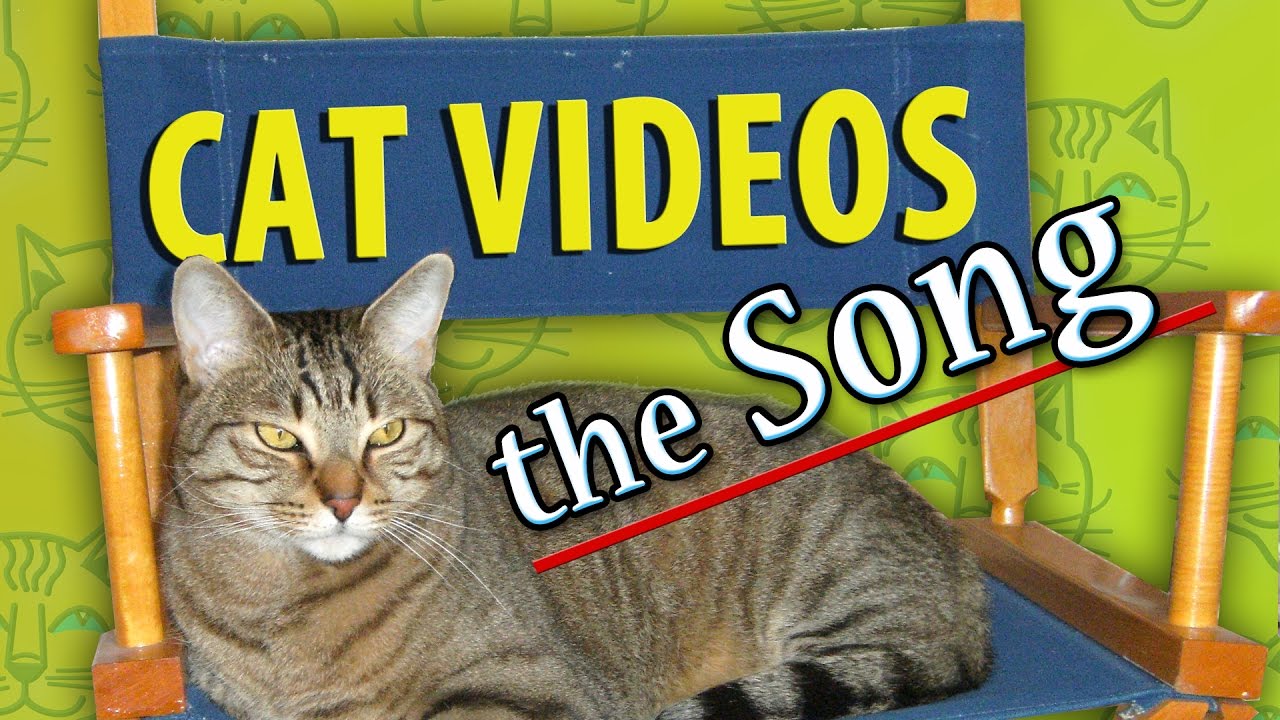 Funny Cat Videos Song YouTube