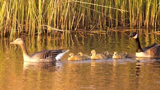 Greylag Goose x Canada Goose family with 6 Goslings