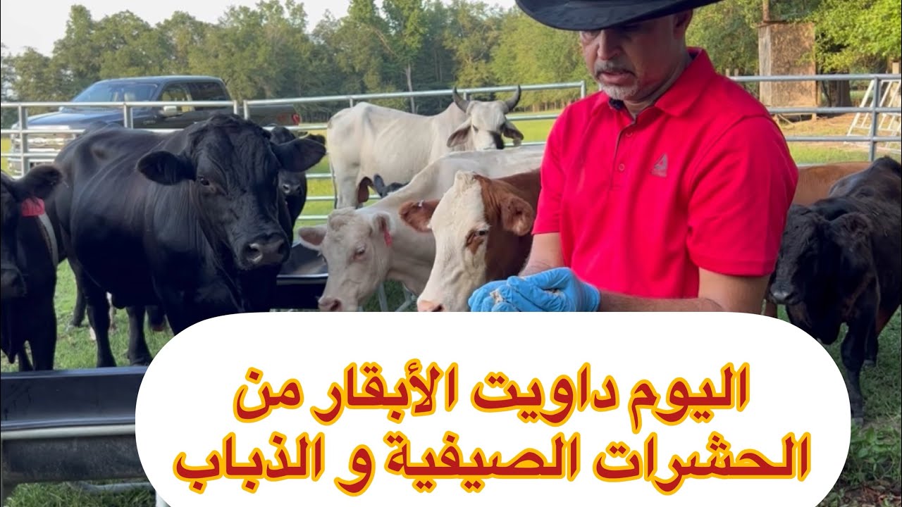 كيفية التخلص من الذباب والتونية والحشرات عند الأبقار في فصل الصيف 🥹🇺🇸 مجرب وفعال 100%