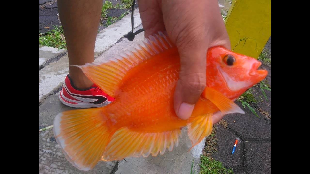Mancing super red devil saat hujan gerimis. Micro fishing tiny fishing