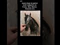 How To Paint A Horse 