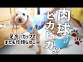 犬の半自動足洗いカップなら簡単3分で水洗いできるってホント？嫌がりながらも渋々足をいれる犬の姿が可愛いw【トイプードルのわこ】