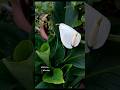 Get More Peace Lily Flowers! - Peace Lily Plant Care