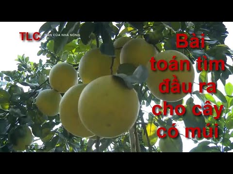 Video: Cây có múi là gì: Tìm hiểu về các giống cây có múi cho vườn