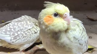 Cockatiel Babies Progress #cockatiel by Alis Flock 491 views 1 year ago 55 seconds