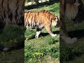 #lion #tiger #zoo #detroit #reptile #snake #michigan #reptilezoo