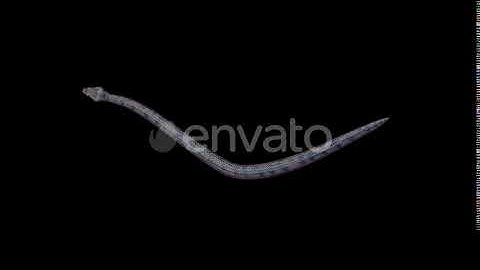 Realistic 3D Snake | Motion Graphics - Envato elements