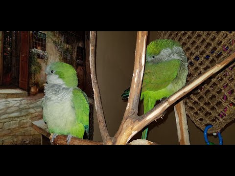 Видео: Кой е орнитолог и с какво се занимава