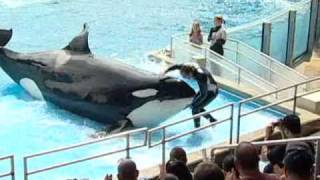 Believe Shamu Show