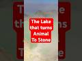 This Lake Turns Animals to Stone –It’s Real #australiatravel #travelshorts #wanderout #wanderlusting