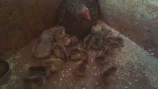 18 bantam yellow partridge wyandotte chicken & their proud mum