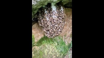 Re-home a swarm of bees//apis cerena 🐝🐝🐝
