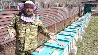 видео: Итоги Зимовки плюсы Изоляции Маток#пчеловодство#пасека#пчёлы#изоляцияматок#малыхин#миленин#весна2021 картинка: Итоги Зимовки плюсы Изоляции Маток#пчеловодство#пасека#пчёлы#изоляцияматок#малыхин#миленин#весна2021