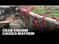 MILLIONS of migrating red crabs cause mayhem for locals on Australian island