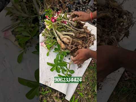 India best Wholesale