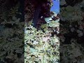 Murena Coraya Bay Marsa Alam #divng #scubadiving #nature #egipt #fish #underwater