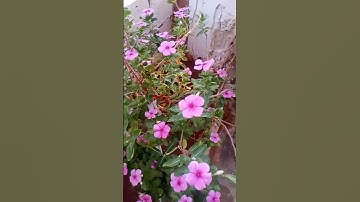محمد اللحيدان ماتيسر من سورة {الفرقان}🌷