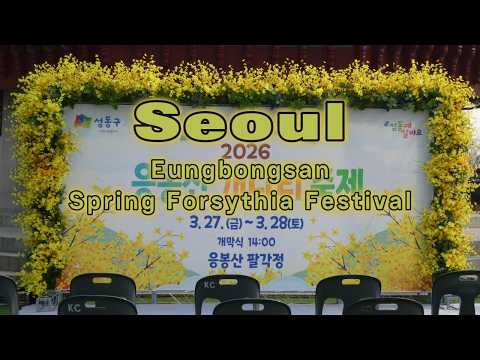 4K Korea Travel 2026 | Walk in Eungbongsan (응봉산) Seoul | Only 2 Days – Forsythia Festival