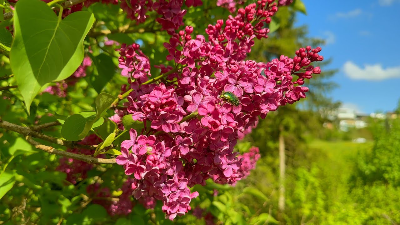 Relaxing Nature 4K HDR | Purple Lilac Flowers Macro | Nature Wallpaper | ASMR | No Music • No Talk