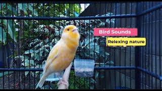 ?Canary Bird Sounds_Birds Singing Withhout Music, Relaxing Nature Sounds _ الكناري _ episode 392