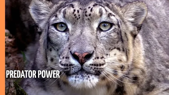 Predator Power - Exploring the Habitats of Earth’s Fiercest Felines | Full Documentary