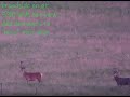 Red deer hunting - got dad lined up on a WICKED 12 pointer - Canterbury NZ