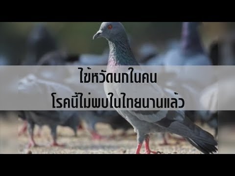 ไข้หวัดนกในคน โรคนี้ไม่พบในไทยนานแล้ว