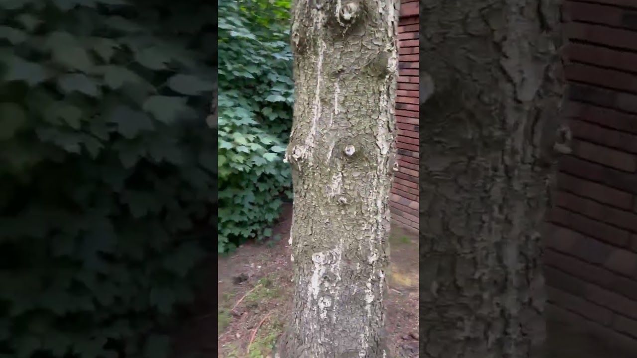 Mauget против язвенного рака ели в Барвихе. Диагностика