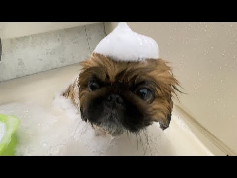 シャンプーを早く終わらせたくて協力的なイッヌがかわいすぎます／トリミング【前編】ペキニーズ／ちょび／pekingese／シャンプー／トリミング
