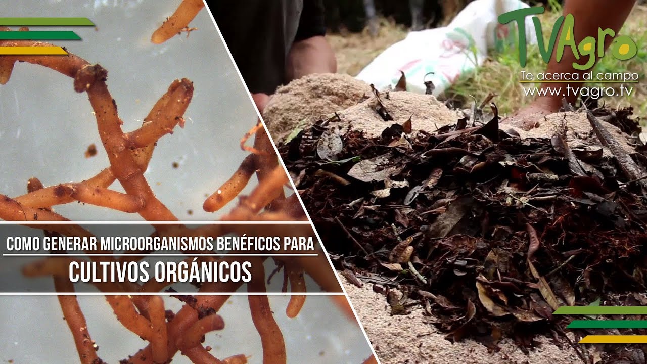 Como Generar Microorganismos Benéficos para Cultivos Orgánicos  - TvAgro por Juan Gonzalo Angel