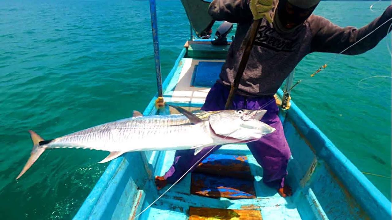 Hanya di sini tempatnya tenggiri monster.