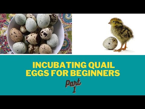 Видео: Гэртээ бөднө шувууны өндөг өсгөвөрлөх: нөхцөл, нөхцөл