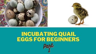 Incubating Quail Eggs for Beginners- obtaining eggs, incubating and candling